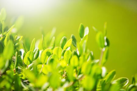 abstract green background textureの写真素材