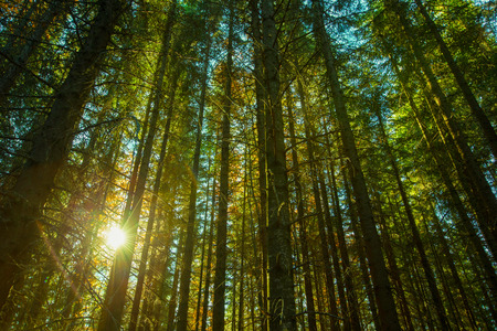 autumn dawn in magical forest