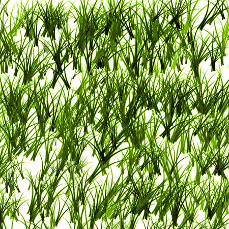 green watercolor grass on white background textureの写真素材