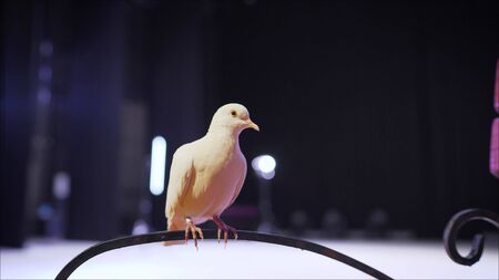 Trained white dove sitting on a magicians stick. Circus White Pigeonの写真素材