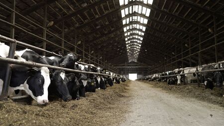 Cows feeding process on modern farm. Close up cow feeding on milk farm. Cow on dairy farm eating...