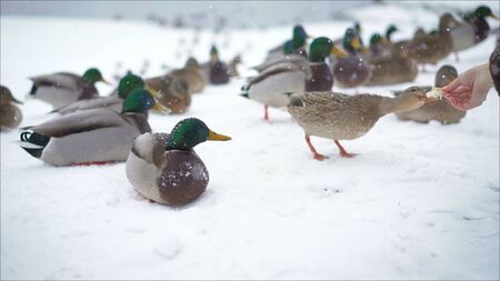 They feed the ducks in the winter .の写真素材