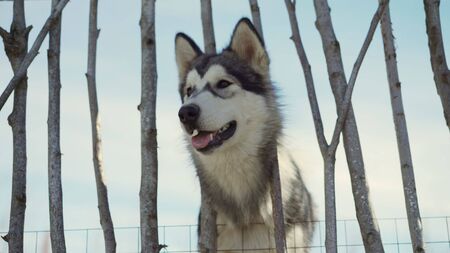 Husky in a cage of twigs of trees.. Husky smile in a cage