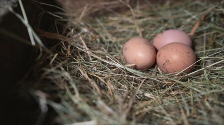 Chicken eggs in the nest. Three eggs in a straw nestの写真素材