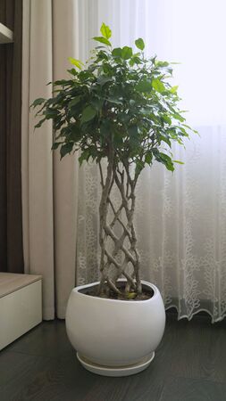Unusual twisted trunk pigtail home plant ficus, cultivation technology. Ficus with an unusual trunk.の写真素材