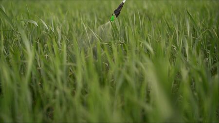 Wheat processing with chemical fertilizers. Water the wheat from the pruner.の写真素材
