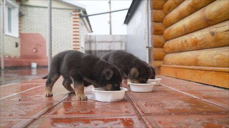 German shepherd puppies eat all together. Five german shepherds. puppyの写真素材
