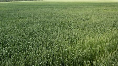 new shoots of a winter wheat on a spring field. Green field with wheat.