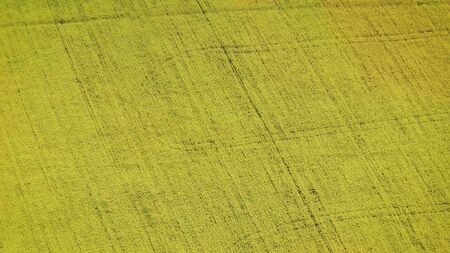 herbaceous plants of the genus Mustard of the Cabbage family. White mustard grows on the field....