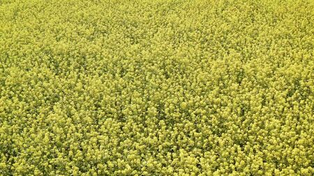 herbaceous plants of the genus Mustard of the Cabbage family. White mustard grows on the field. Mustard field against a white skyの写真素材
