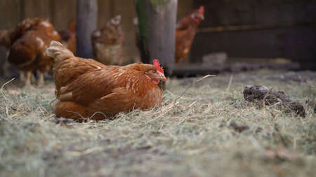 Chickens in the chicken coop. Ginger poultry in the barn prepares for bed. Portrait of a beautiful chicken. The chicken is getting ready for bed.の写真素材