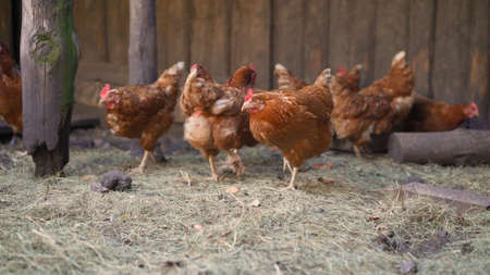 view of crowded laying hens at a poultry farm. Brown chicken layers in a chicken coop.の写真素材