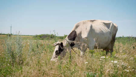 Swiss white cow resting in a meadow. Cow passes in the meadow. A white cow runs through a summer...