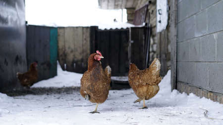 Chickens in winter. Hens - layers in the winter in the yard.の写真素材