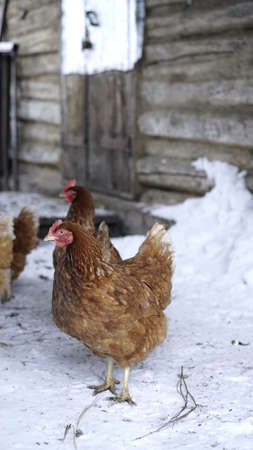 Chickens in winter. Hens - layers in the winter in the yard.の写真素材