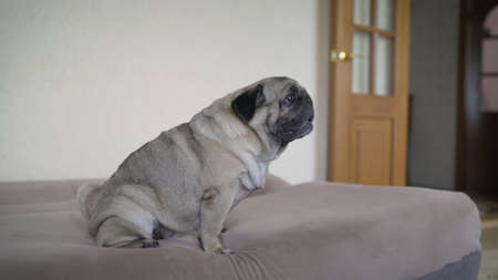 Adorable pug dog standing on floor at home, 3 year old ,looking at the camera. The Pulcherrimus Ga Bo dog is standing on the sofa. The pug is standing on the couch.の写真素材