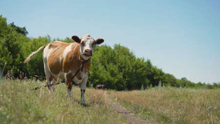 red and white spotted cow in meadow with yellow buttercup flowers. Red cow on a summer meadow.の写真素材