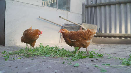 Chickens walking in the wild. Chickens are walking around the spring farm.の写真素材