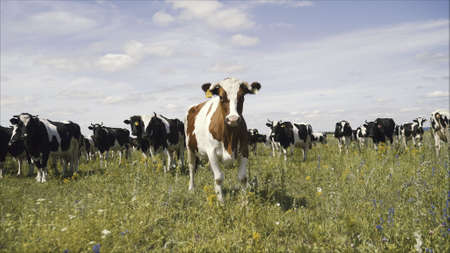 Cows are eating grass. Red cow in the pasture. Cows grazing in the meadow.