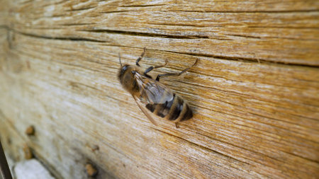 Honey bees in a hive on a spring day. Cloudy day and bees close up. Macro shot of bees. In summer, bees crawl in the hives.の写真素材