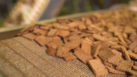 Industrial production of rusks from bread. Conveyor with breadcrumbs.
