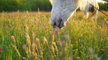 White horse in a summer meadow. Portrait of a white horse in flowers at sunrise. White horse in a...
