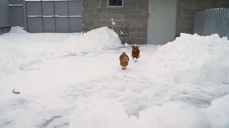 In winter, two brown hens walk around the farm. brown chicken on the farm in winterの写真素材