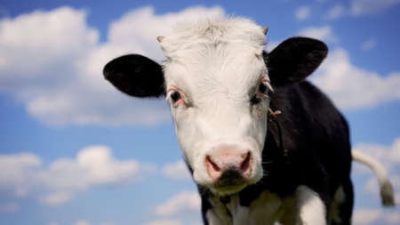 A young black and white calf licks its muzzle. Close-up of two black and white cows eating and one...