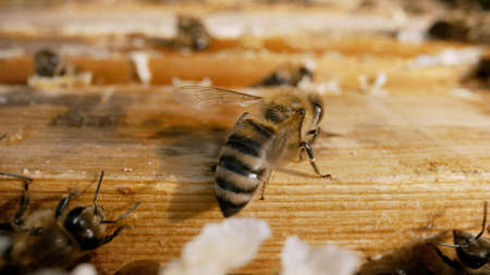 Bee close-up on the honeycomb. Bees inside the beehive. Honeycomb close up. Bee colony in hive...