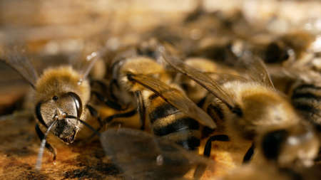 There are a lot of bees in the hive. A close-up shot of the side of the honeycomb with a large...