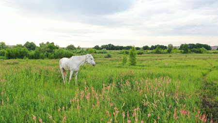 The horse is walking in a summer meadow. Beautiful face portrait of a white spanish horse stallion...