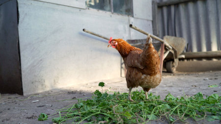 A brown hen walks around the yard. Domestic chicken walks around the yard. Red hen looks at the camera and walks around the yard.の写真素材
