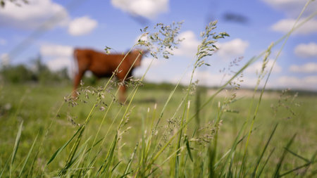 Brown calf eating green grass, under the blue sky. A brown calf grazes in a summer meadow.の写真素材
