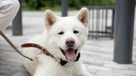 Husky dog with a bow tie. White Husky dog.