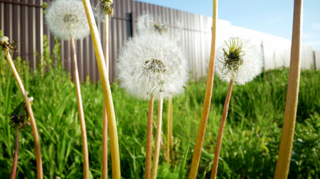 Dandelion close up. Dandelion in the summer, very close-up.