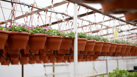 Industrial greenhouse with various plants and flowers in pots on tables. Flowers in pots in a greenhouse.の写真素材
