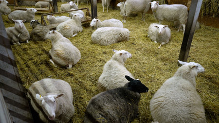 Sheep in a covered wagon, private village club. The lambs in the barn lie on the straw. The sheep...