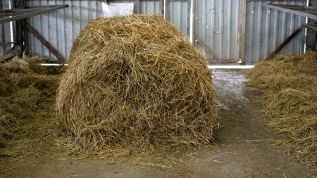 Straw for animals to eat in winter. Hay in the barn for winter feeding. Hay is stored on a farm for agriculture, livestock feed, ranch or farm use.の写真素材
