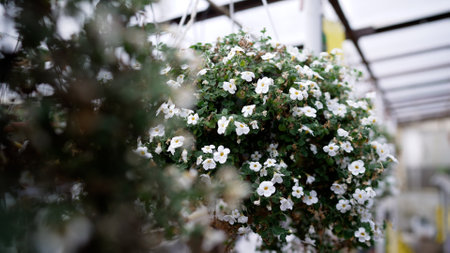 Growing petunias in a greenhouse. Blooming white petunia flower. Classic white petunia flowers growing in the garden.の写真素材