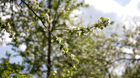 White flowers and green leaves adorn an apple tree branch, swaying gently against a backdrop of...
