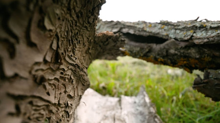 Close-up view of intricate galleries carved by bark beetles in a decaying tree trunk lying on grassy groundの写真素材