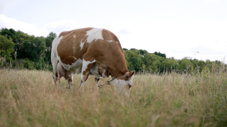 Guernsey cow with brown and white coloration peacefully grazing lush green grass in summer pasture, embodying tranquil rural landscapeの写真素材