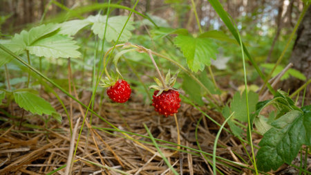 Close-up view of wild strawberries ripening among pine needles, showcasing vibrant red berries...