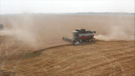 Red and white combine harvester working in a large wheat field on a sunny summer day, raising a...