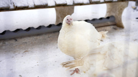 White turkey standing in snow on farm