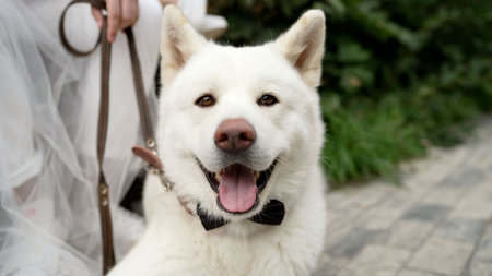 White akita dog in bow tie at wedding celebrationの写真素材