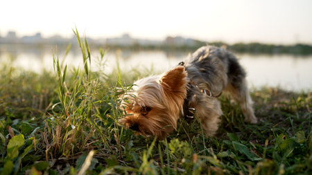 Yorkshire terrier dog sniffing grass near lake at sunset