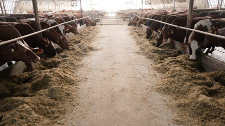 Dairy cattle eating feed in modern barn