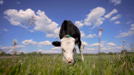 Young calf grazing fresh grass on pasture land