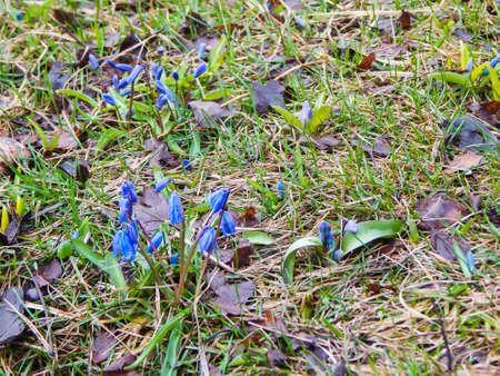 first flowers in spring biue bellsの写真素材